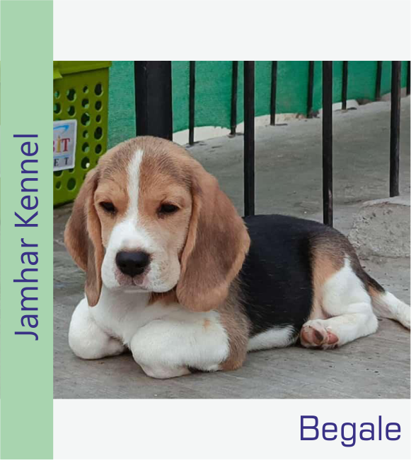 Begale