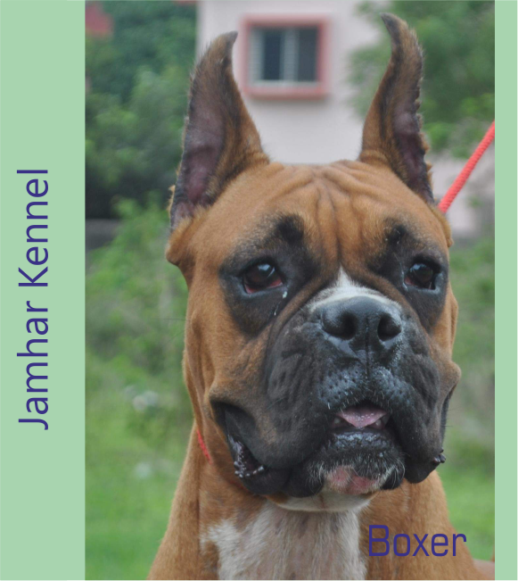 Boxer