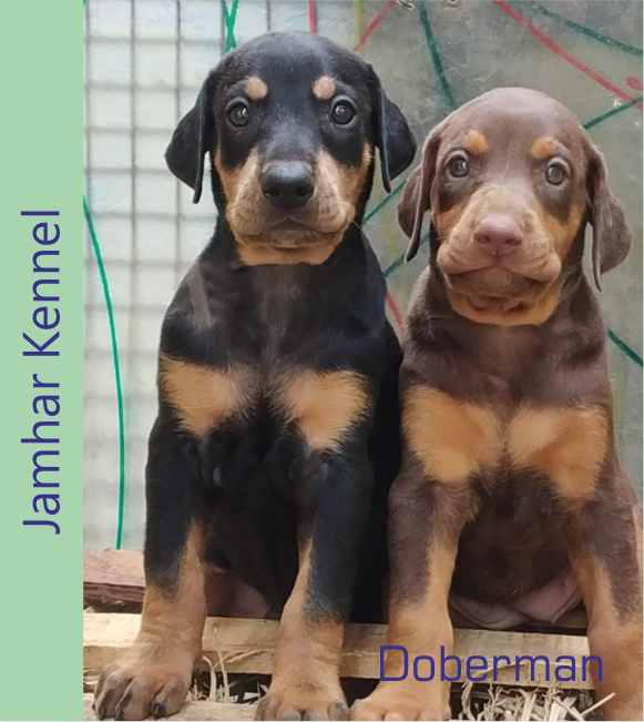 Doberman
