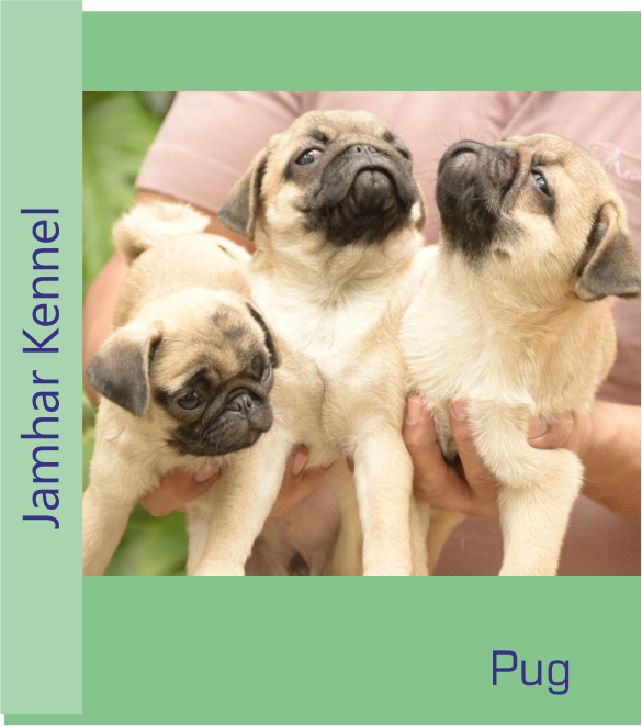 Pug